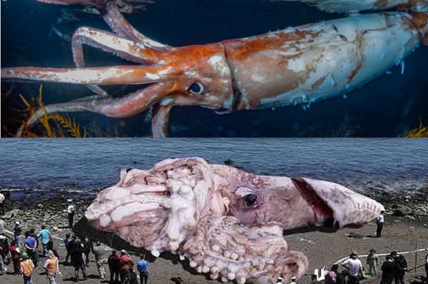 17 Unbelievable Deep Ocean Animals You Must See – BuzzNext